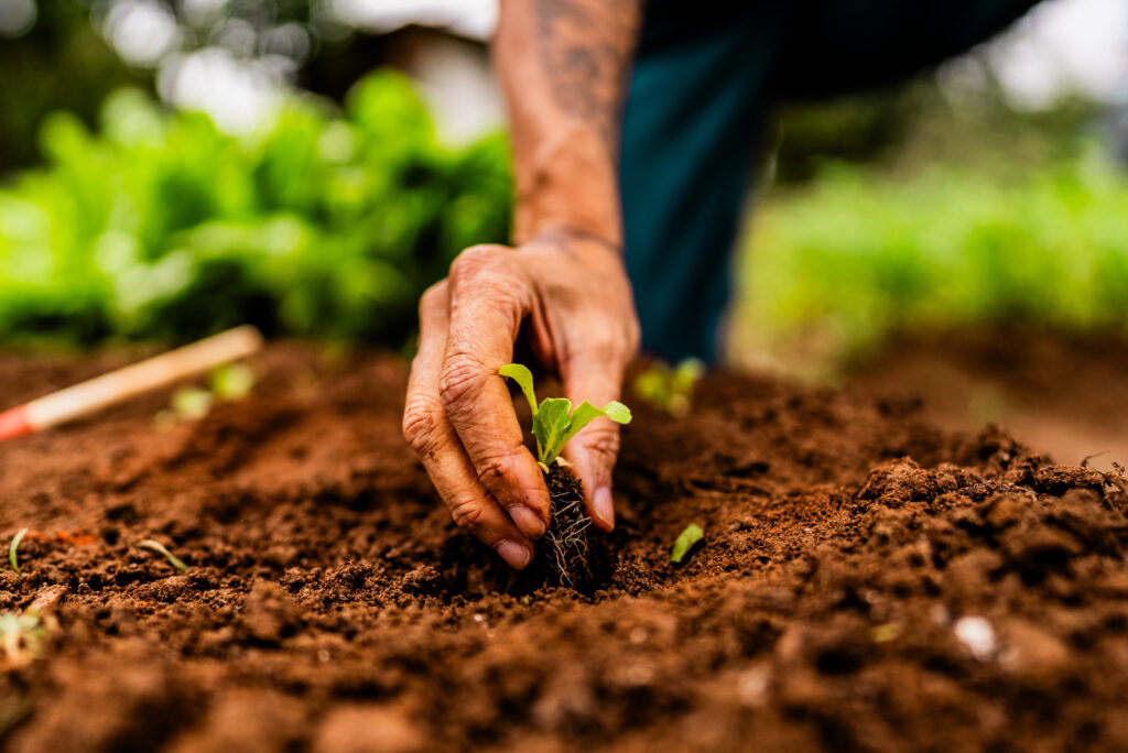 Close-up of a farmer planting a lettuce seedling on a community garden